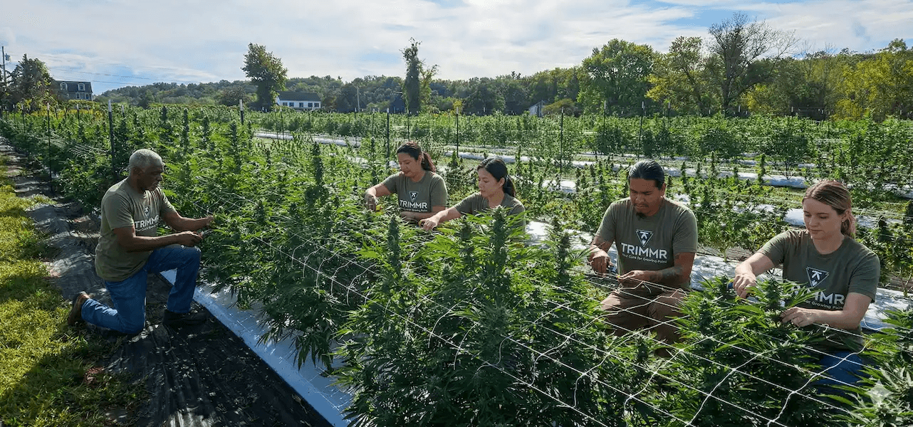On-demand cannabis workforce and staffing solutions illustration